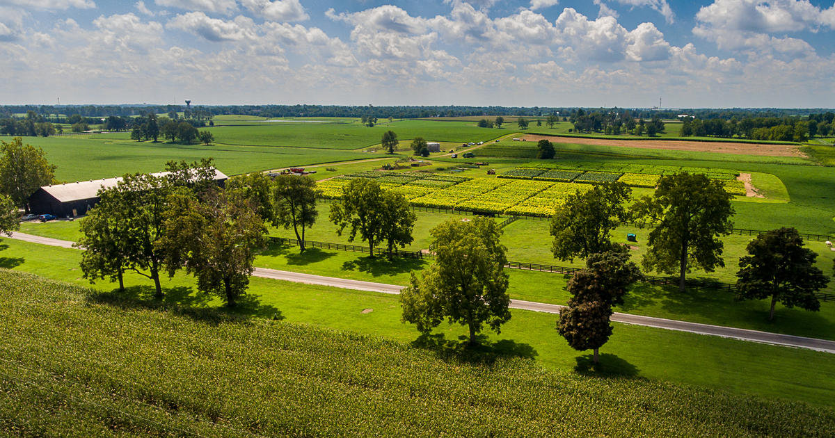 Despite COVID19, Kentucky Agricultural Receipts Hold Steady to 2019 Levels UKNow