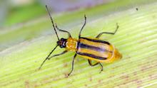 Corn rootworm