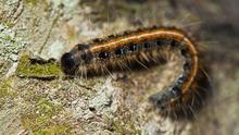 Eastern tent caterpillars