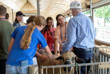 A group of people gathered around a sheep inside a livestock barn. Several participants wearing lanyards are touching and examining the animal while another person in a light blue shirt and white cap stands beside the pen.
