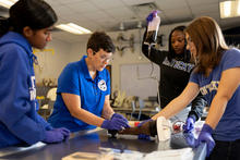 Four people in a classroom laboratory stand around a metal table performing a veterinary training exercise. One person in a blue shirt and gloves works on a realistic animal leg model while others observe and assist.