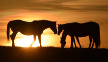 Three horses appear in silhouette on a grassy ridge at sunset. A large horse stands on the left facing two horses on the right, one with its head lowered toward the ground. The setting sun glows behind the horses, casting a warm golden-orange light.