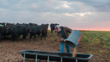 White male in cap pouring feed into area to feed cows