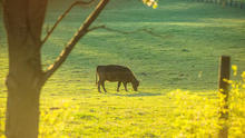 Beef cattle