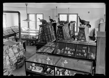 Historic museum exhibit room with glass display cases of rocks and artifacts, mounted bird specimens atop cabinets, and stacks of papers along one wall.