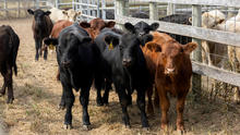 A group of young cattle stand closely together in a fenced outdoor pen. Most of the cattle are black, with one brown calf in the front. Dry grass covers the ground and wooden and wire fencing lines the enclosure.