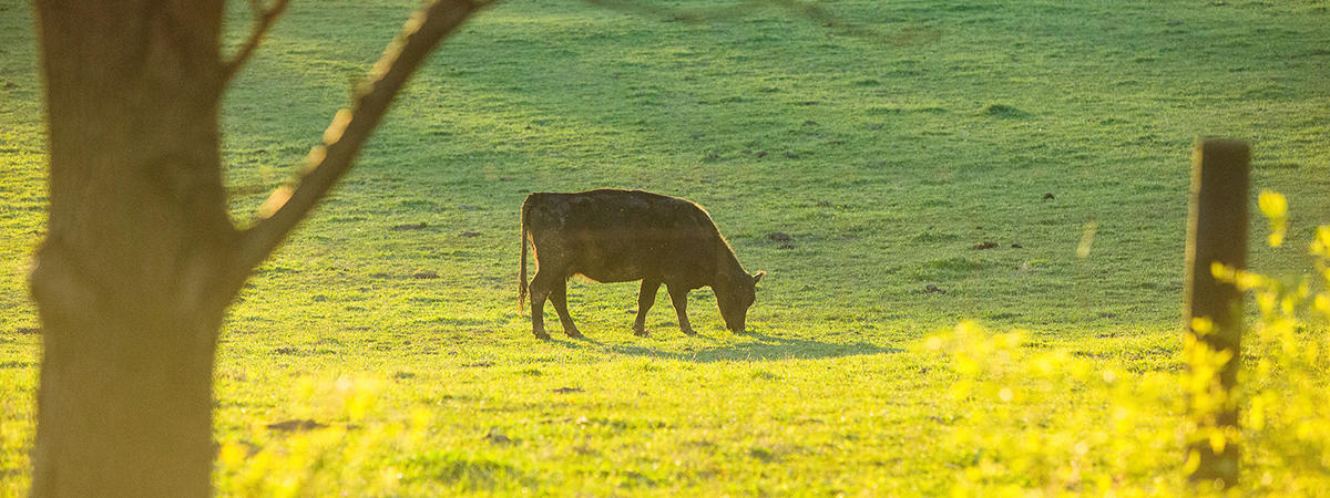 Beef cattle
