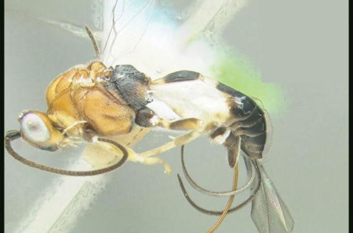 Wasp Named for Emily Nadeau