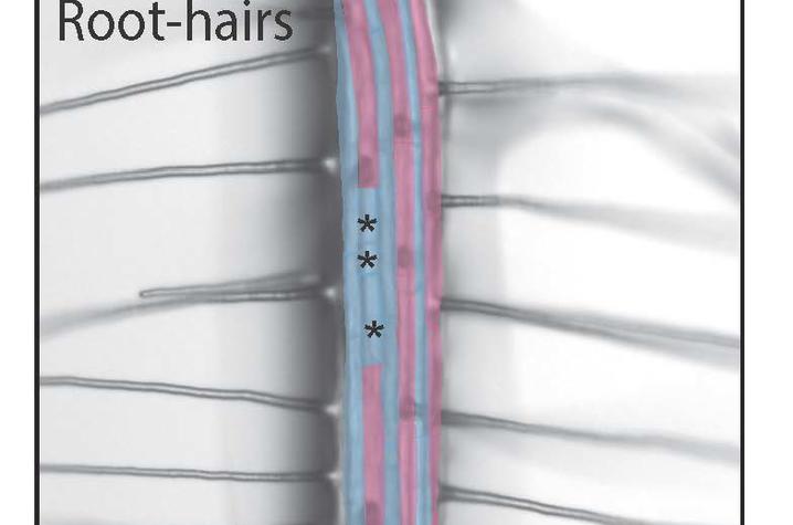 root hairs diagram