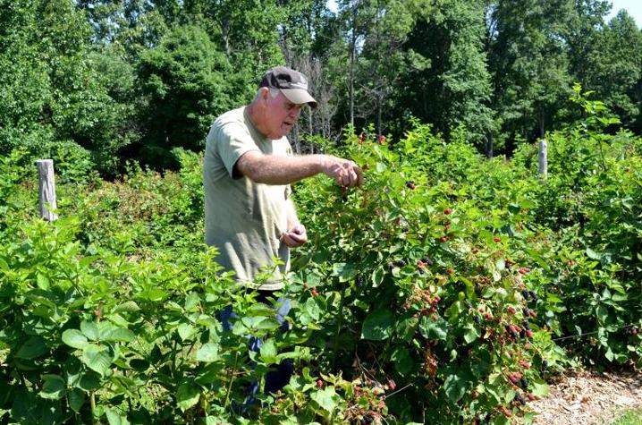 photo of farmer picking blackerries on Muhlenberg County farm