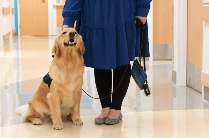 Photo of Darcy the therapy dog Golden retriever wearing a black harness sits on a polished hallway floor next to a person dressed in a long blue dress, black leggings, and gray shoes. The person holds the dog’s leash and a blue bag, with light-colored walls and doors in the background.