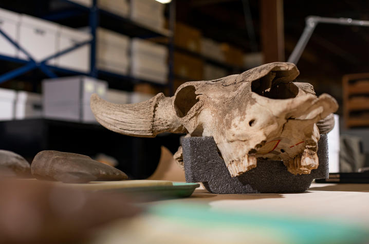 photo of an animal skull in the Webb Museum of Anthropology