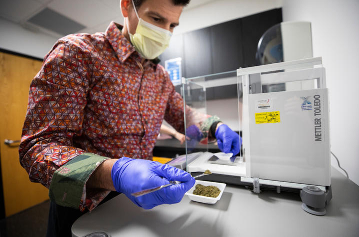 Researcher putting cannabis on a scale.
