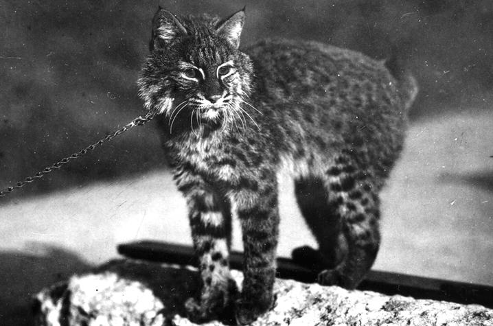 black and white photo of live UK wildcat mascot