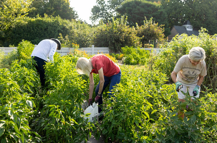 Three people harvest vegetables in a lush community garden on a sunny day. Rows of green plants fill the foreground as the volunteers bend over the crops, gathering produce. 