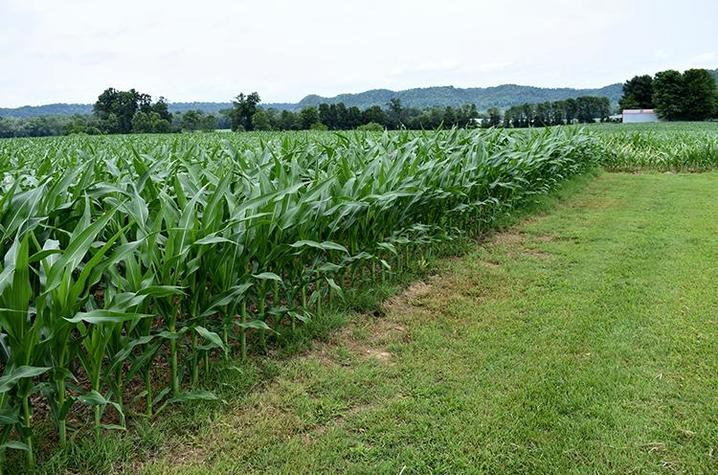 Corn grows on Aaron Reding's farm in Howardstown in Nelson County. Photo by Katie Pratt, UK agricultural communications.