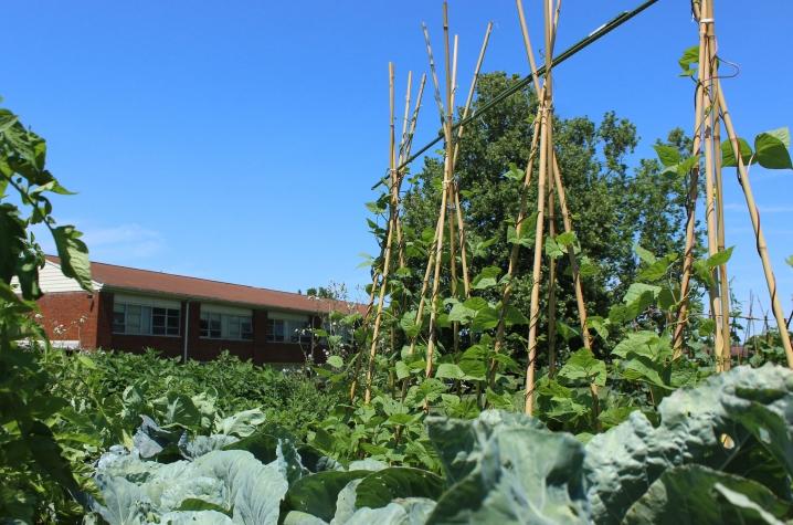 Photo of Shawneetown garden