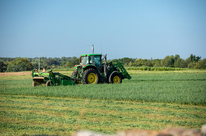 Cutting alfalfa 