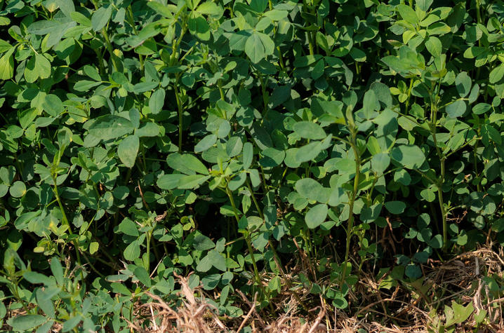 A picture of alfalfa growing on a farm 