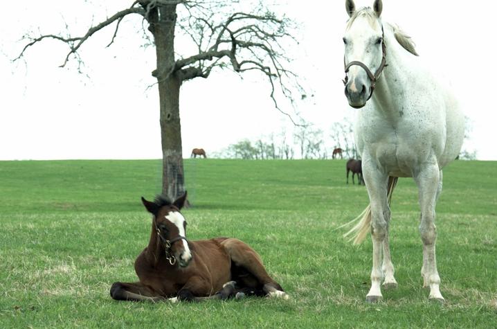 Alix Pearlstein, GRASS, 2018, video still, courtesy of the artist