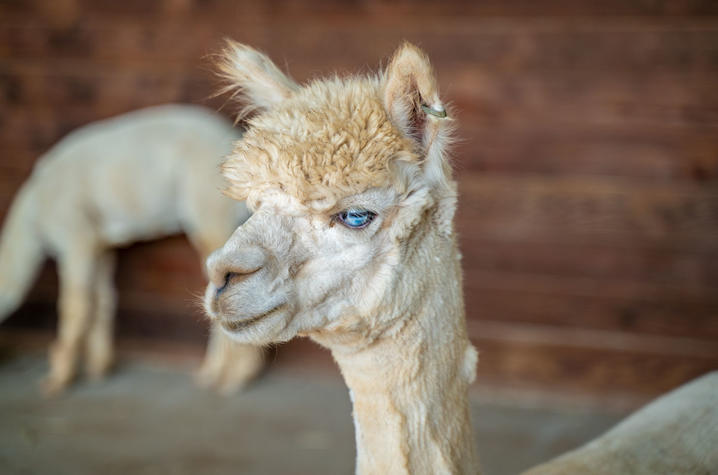 In the past three years, the alpacas have helped UK researchers generate more than 50 nanobodies to target proteins involved in a variety of human diseases including cancer, diabetes, and neurological disorders. Photo by Ben Corwin, Research Communication