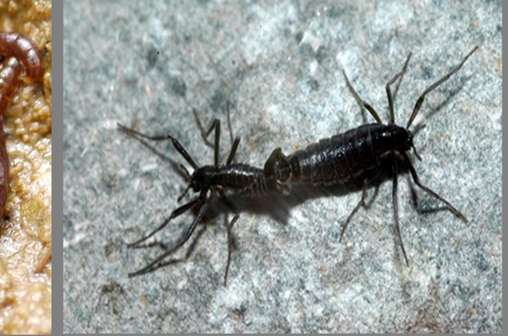 photos of larvae and adult of the Antarctic midge