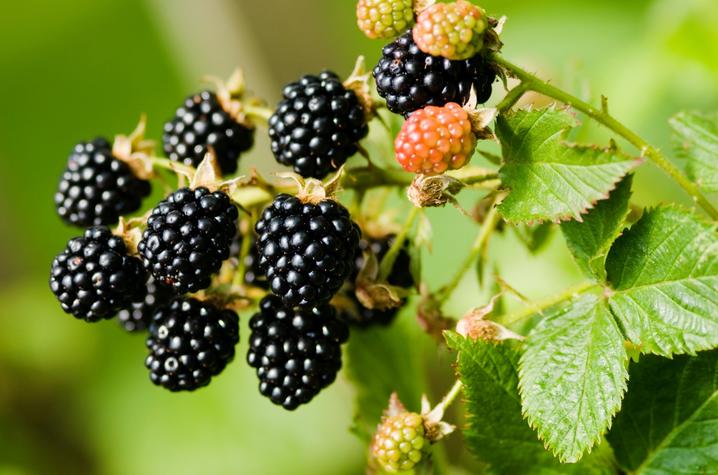 With the BerryCare program, the CEC is connecting UK-SRC research with the local community by providing access to nutrient-packed blackberries.
