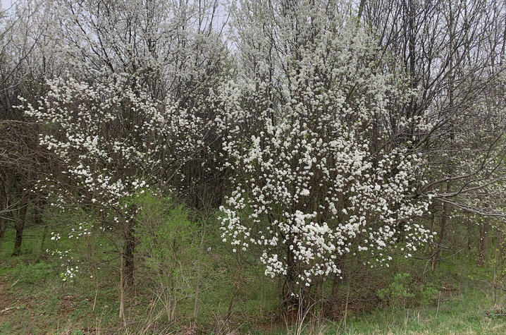 A dense thicket of Bradford pear trees covered in clusters of white spring blossoms stands along the edge of a wooded area. Bare and budding tree branches rise behind the flowering trees.