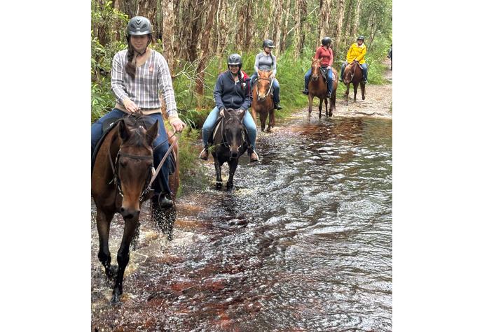 Horseback riders wearing helmets follow a wooded trail while crossing a shallow stream. The horses walk through the water in single file, creating small splashes as they move. Tall trees and dense green vegetation line both sides of the trail.