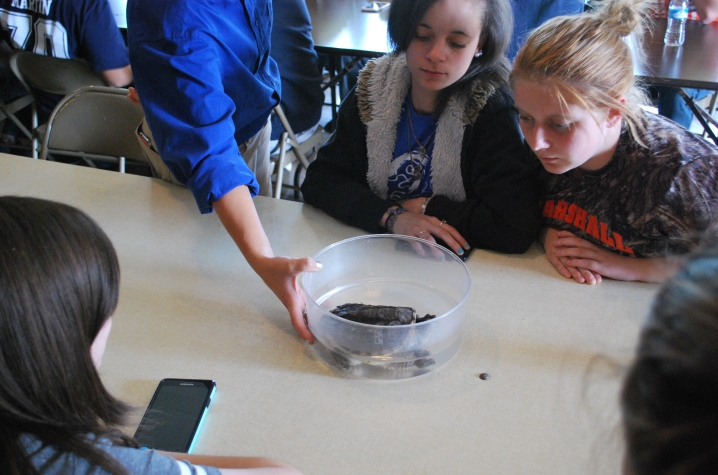 photo of Marshall Co. students looking at turtle as part of CAER, Design PGDP project