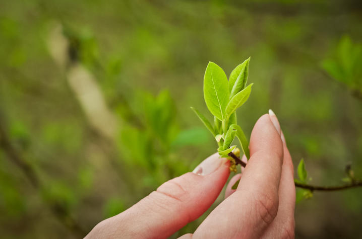 spice bush plant