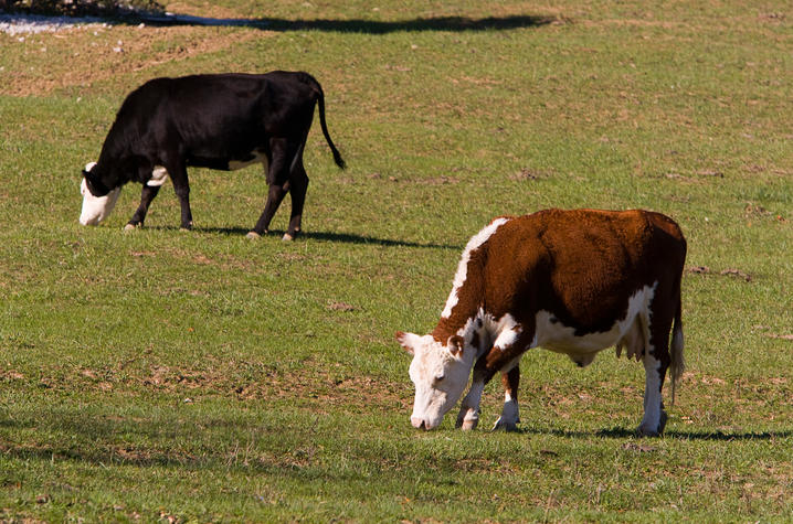 Cows grazing