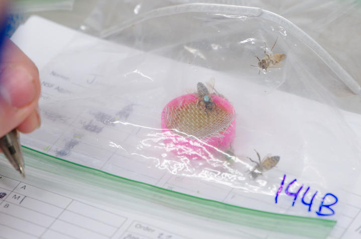 Honey bee in bag in lab
