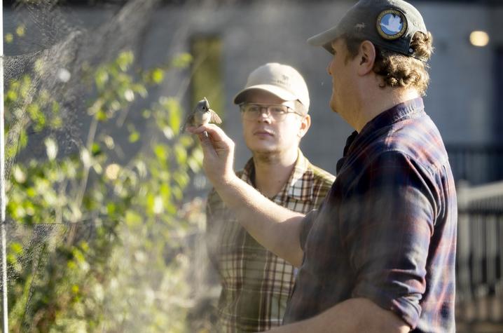 UK graduate student Will Gibson watching bird banding UK graduate student Will Gibson watching bird banding