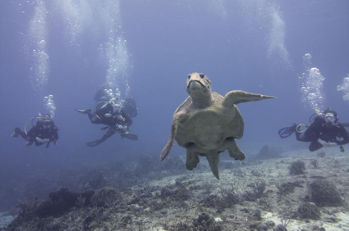 Students scuba diving with sea turtle 