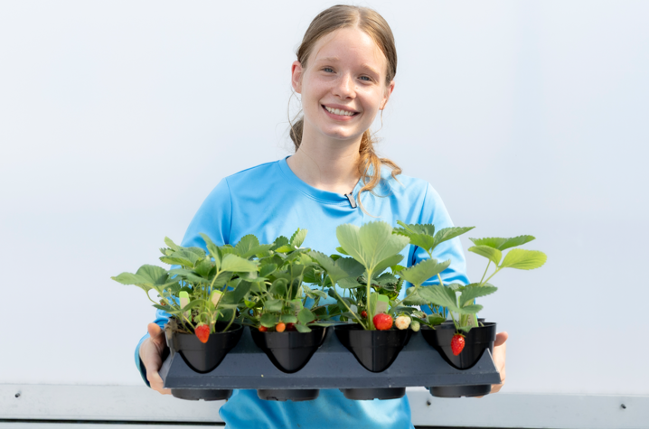 A person in a light blue shirt holds a tray of potted strawberry plants with green leaves and several ripening strawberries. The plants are displayed in black containers against a plain light-colored background.