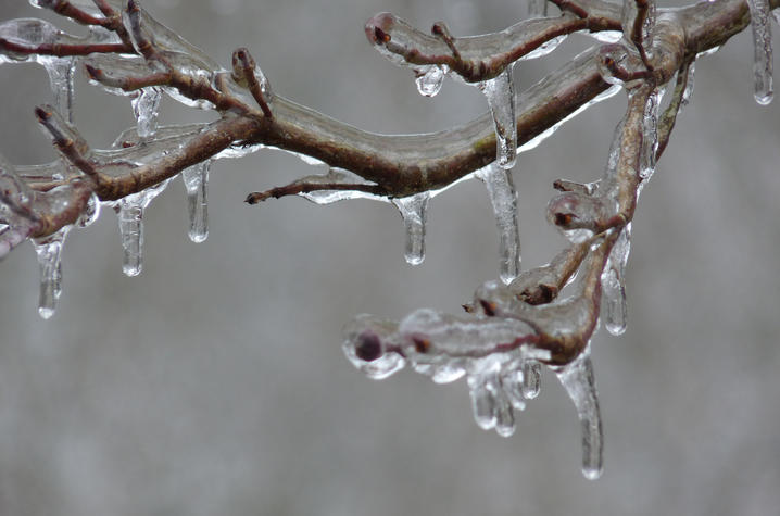stock photo of tree branch covered in ice