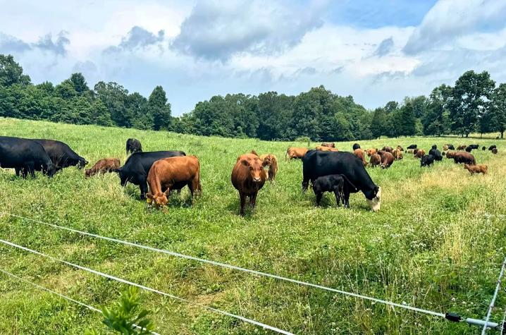 Grazing cows