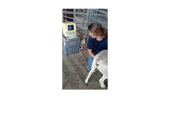 Katherine Halloran performing an ultrasound 