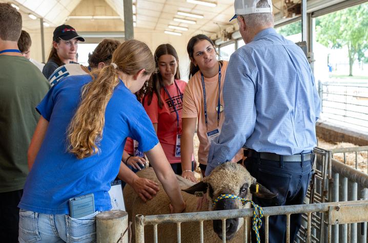 A group of people gathered around a sheep inside a livestock barn. Several participants wearing lanyards are touching and examining the animal while another person in a light blue shirt and white cap stands beside the pen.