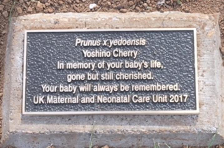 Photo of engraved plaque with memorial tree.