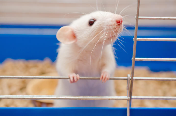 Close-up of a white rat standing on its hind legs inside a cage, gripping the metal bars with its front paws. The rat has a pink nose, long white whiskers, and dark eyes. Blue plastic cage walls and light-colored bedding are visible in the background.