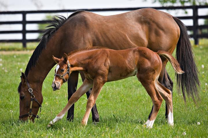 A brown mare grazes in a green pasture as a chestnut foal with a white facial marking and white lower legs walks alongside. A black wooden fence and leafy trees are visible in the background.