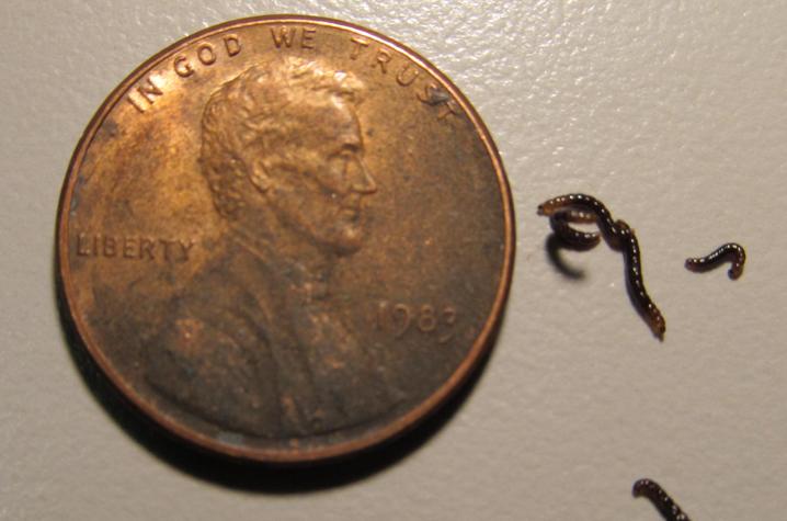 Midges next to a penny
