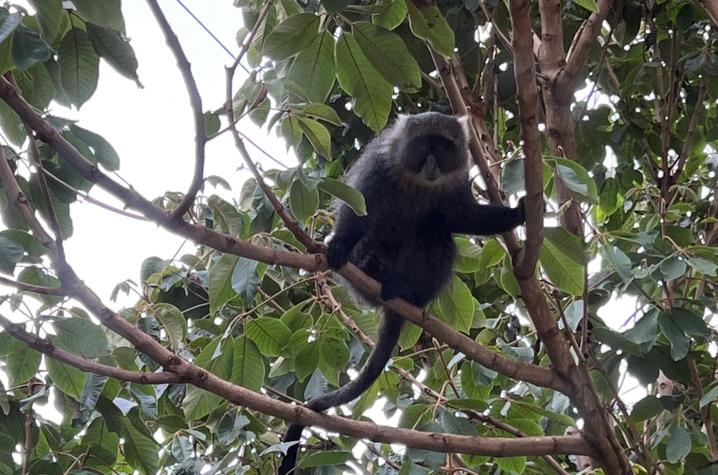 This monkey was waiting for the kitchen window to be left open again hoping to take another banana. Photo provided by Bryce Noblitt.