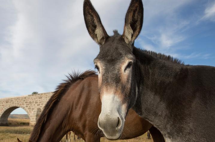 Close-up of a gray mule standing in a grassy field and facing the camera, with large upright ears and a white muzzle.
