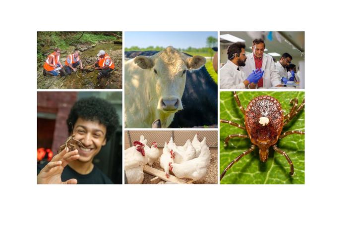 A collage showing various One Health images A collage showing rescue workers in a forest, a cow, two scientists in a lab, a person holding a small object, chickens in a poultry facility, and a close-up of a tick.