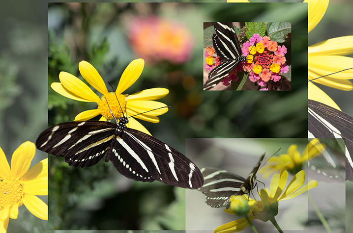 photo of layered pictures of butterflies and flowers from Photoshop course - Fine Arts Institute