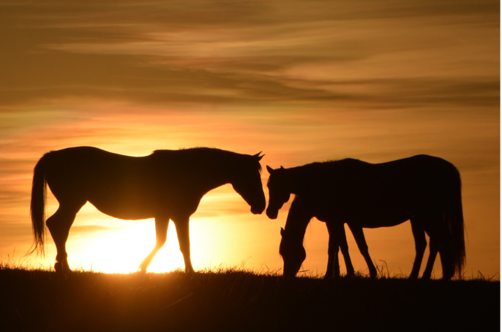 Photo of Horses