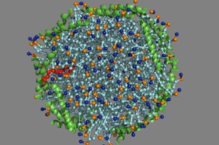 The UK study was featured in the March 15 issue of Science Signaling. Illustration depicts a modeling of sHDL (in red) binding to endotoxins.